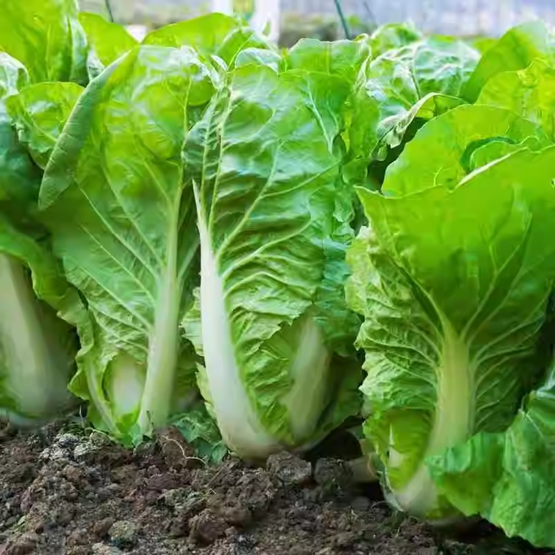 500pcs Petchay Pavito Petchay Seeds - Pavito Seeds Leafy Vegetable ...