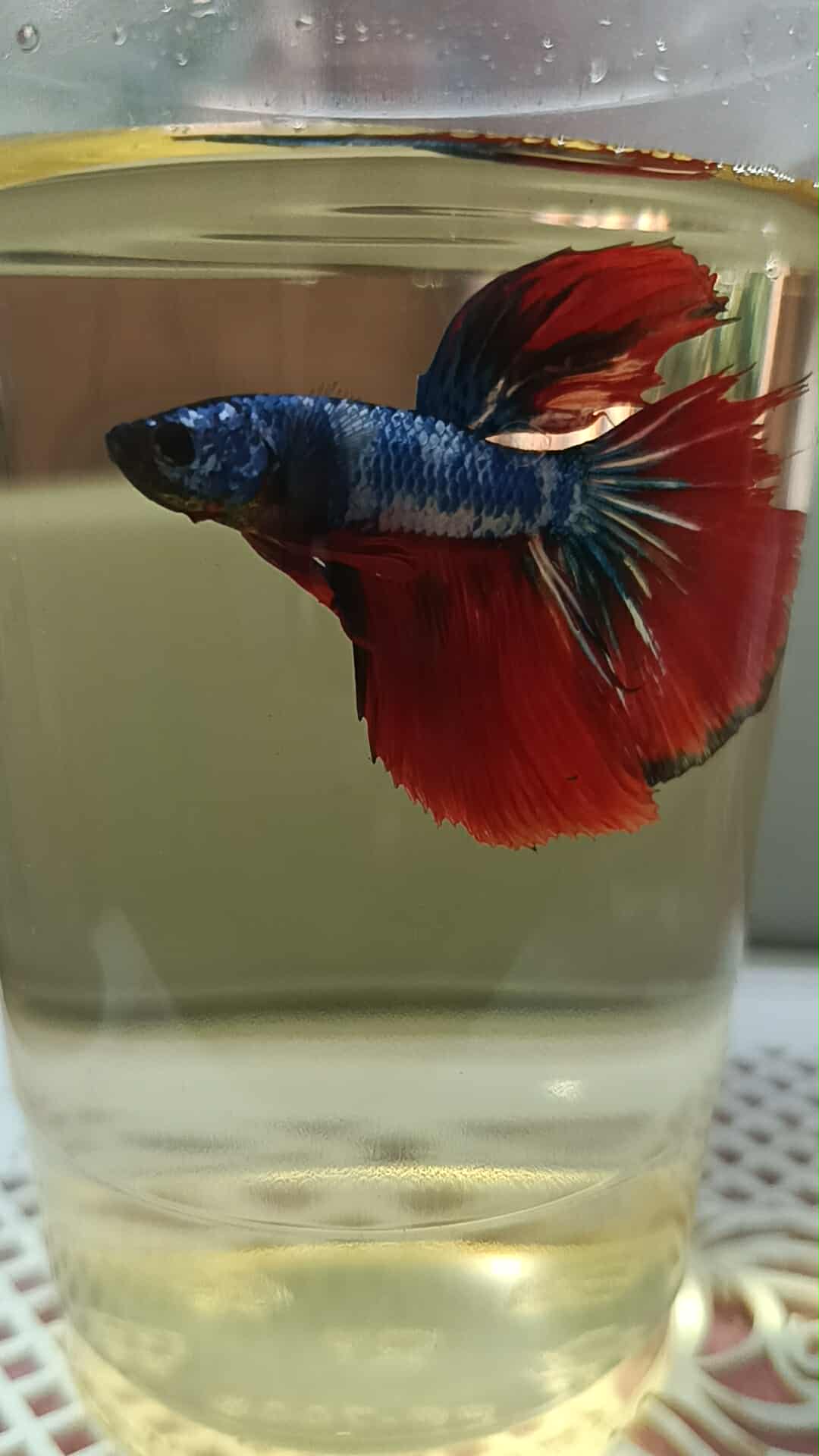 RANDOM PAIR BETTA, ONE FEMALE AND ONE MALE WITH RANDOM TYPE. WITH ...