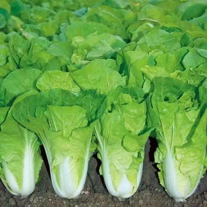 500pcs Petchay Pavito Petchay Seeds - Pavito Seeds Leafy Vegetable ...