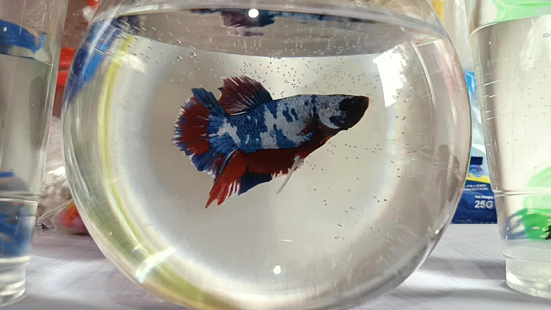 RANDOM PAIR BETTA, ONE FEMALE AND ONE MALE WITH RANDOM TYPE. WITH ...