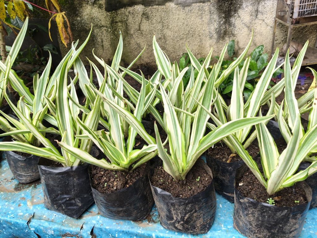 Furcraea foetida Live plant | Shopee Philippines