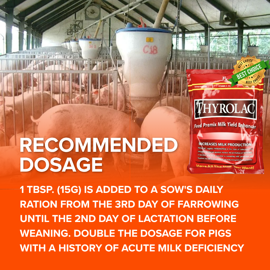 [Best choice] Thyrolac 500g Feed Premix Milk Enhancer for pigs Animal ...