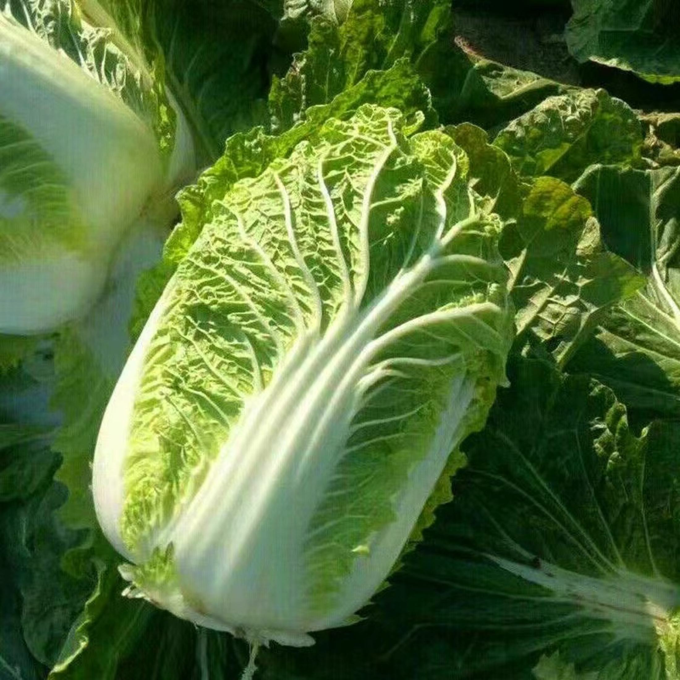 CHINESE CABBAGE / PECHAY BAGUIO SEEDS (100 seeds) | Shopee Philippines