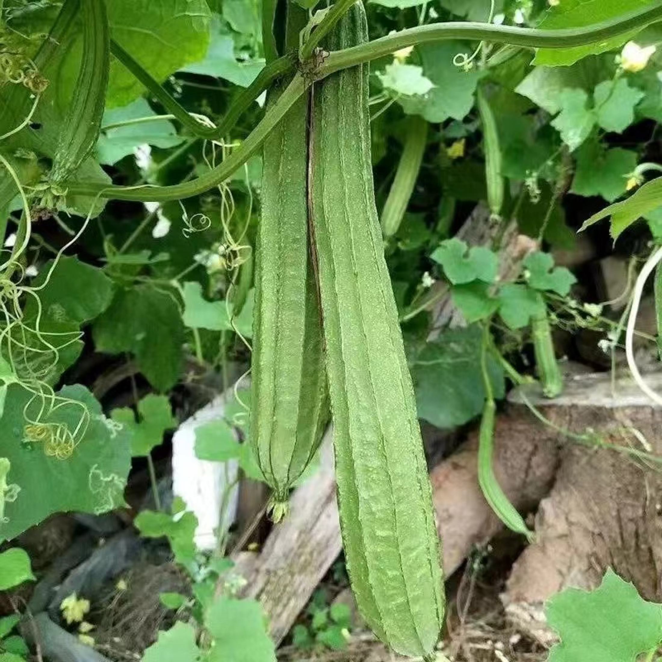 PATOLA TAGALOG SEEDS ( 20 seeds ) - Luffa Ridged Variety 100% Organic ...