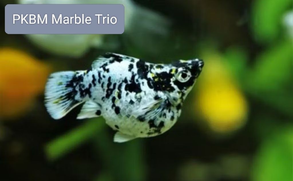 Sticker & PKBM marble trio (3 pc) | Shopee Philippines