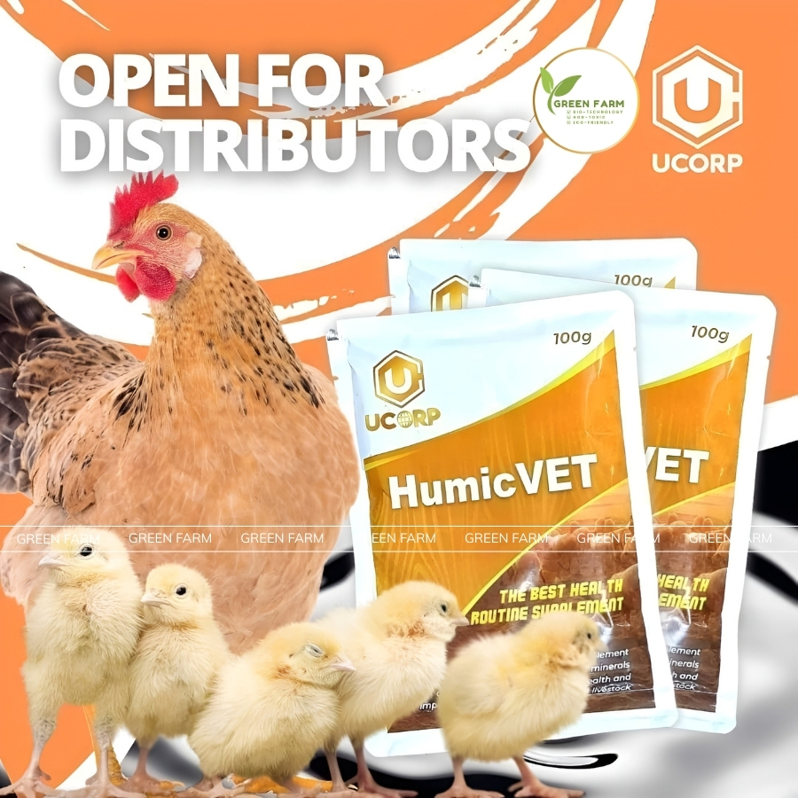 HUMICVET for Chickens – Enhances Immunity, Reduces Diseases in Chickens ...