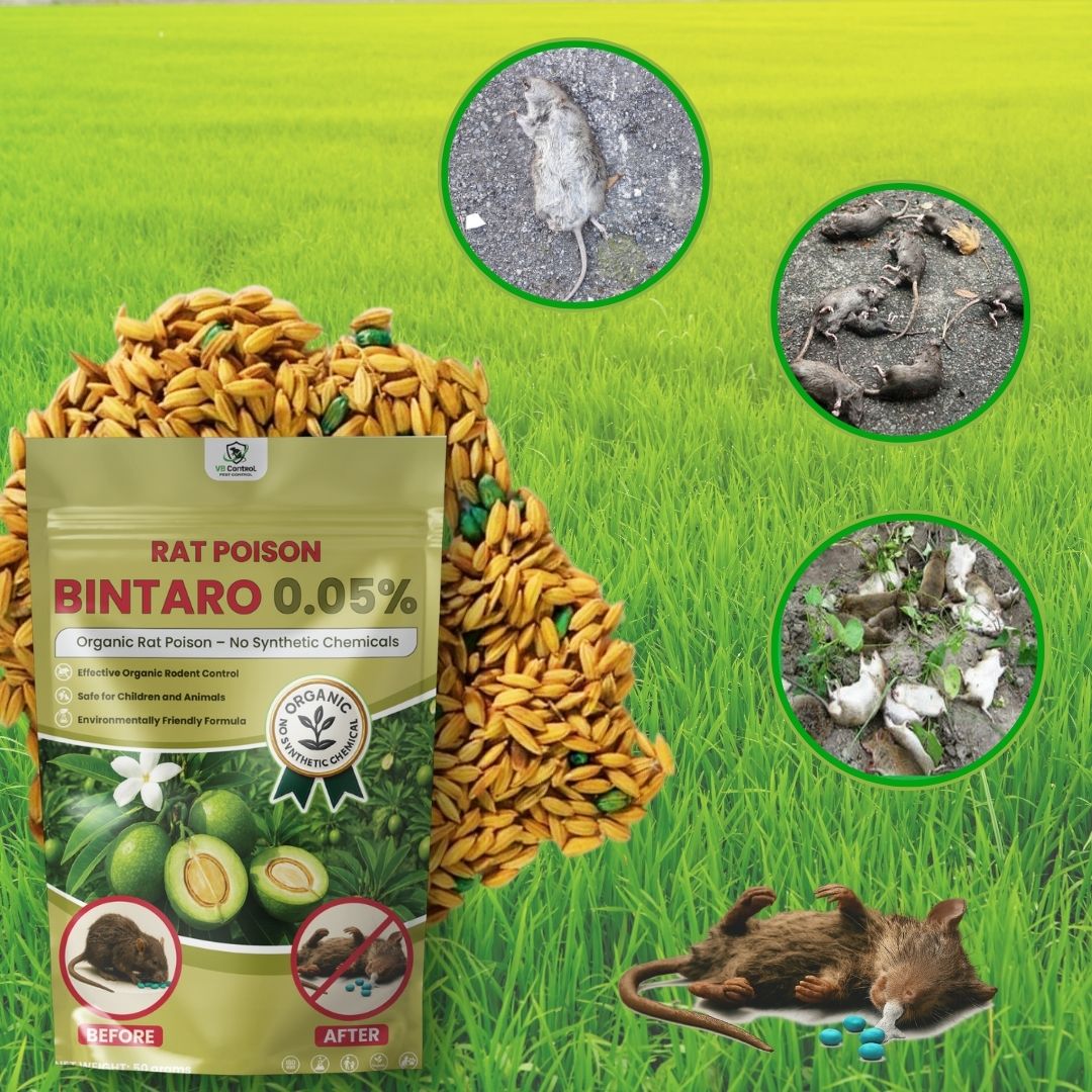 Rat Killer Poison Ubat Tikus Bintaro 0.05% Rice Grain Rodent Bait 50g ...