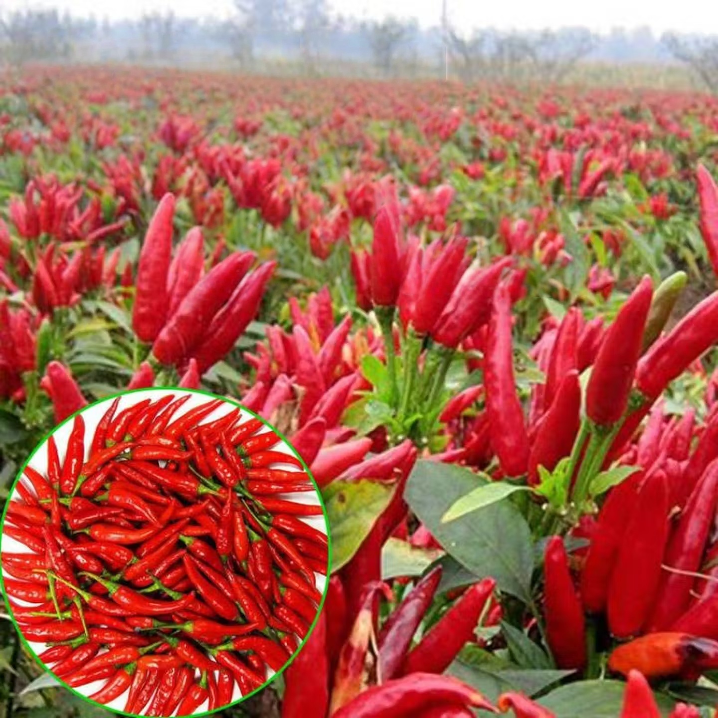 ( 100 seeds ) - Hot Pepper Taiwan Chili / Siling Taiwan/chili pepper ...