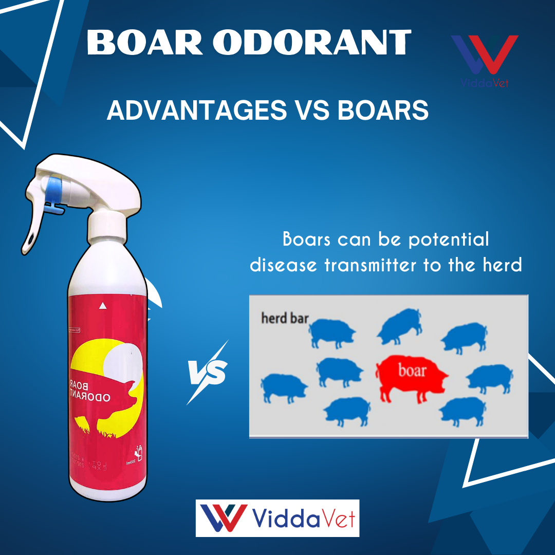 Viddavet Boar Odor Spray for Effective Estrus Induction boar odorant ...