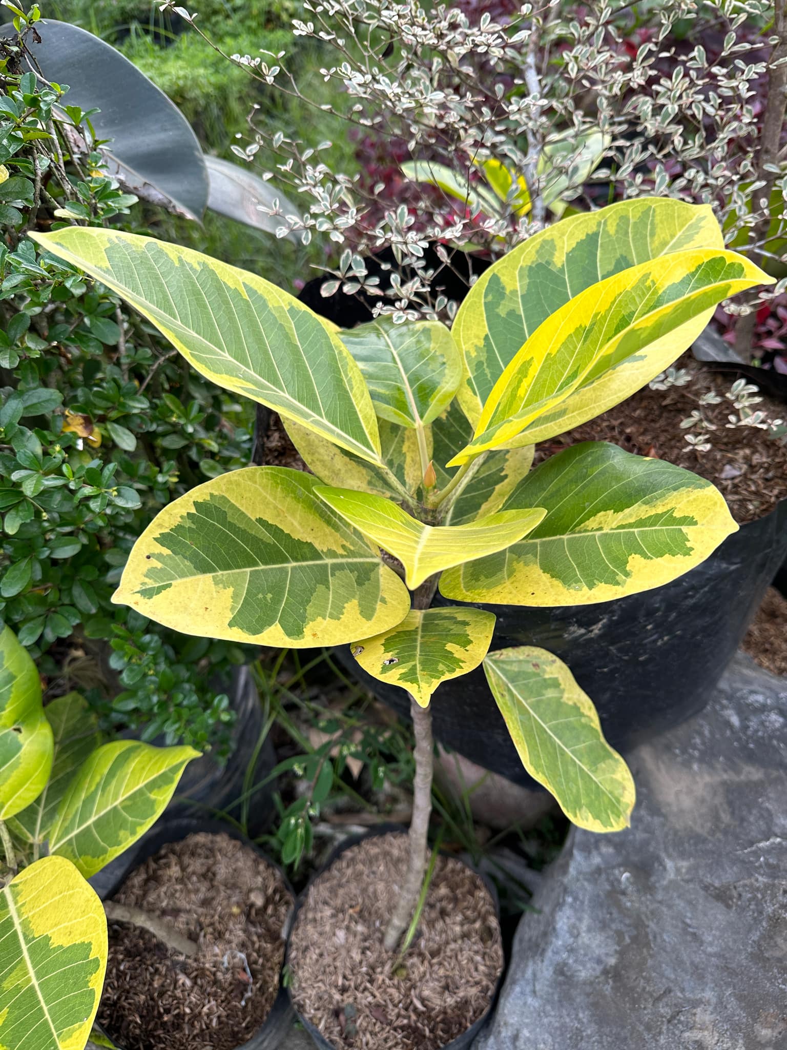 Rubber Tree 'LEMON LIME' (Not Seed) for Indoor and Outdoor - Includes ...