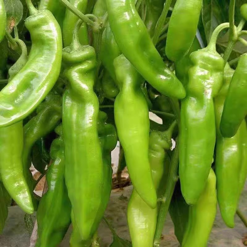 100 seeds SILI PANIGANG / Siling Haba / Hot Pepper Green / Bicol ...