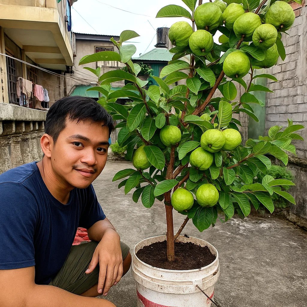 Grafted Guava Live Seedling Plant – Bayabas Fruit Tree, Sweet Tropical ...