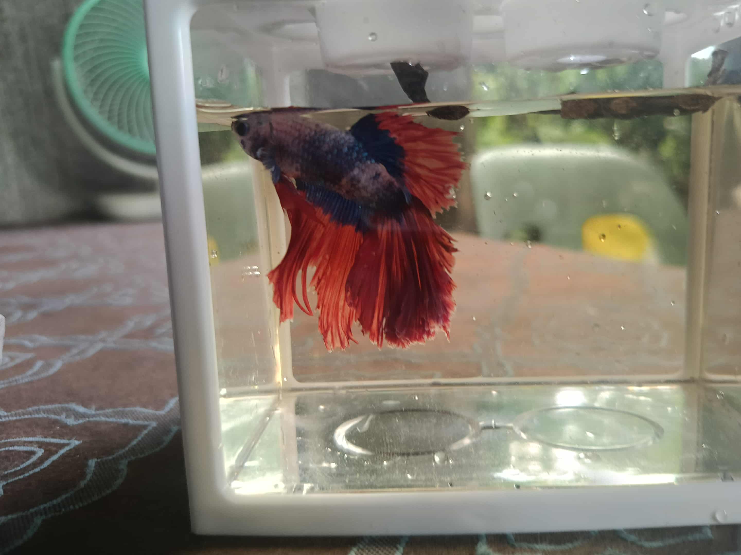 RANDOM PAIR BETTA, ONE FEMALE AND ONE MALE WITH RANDOM TYPE. WITH ...