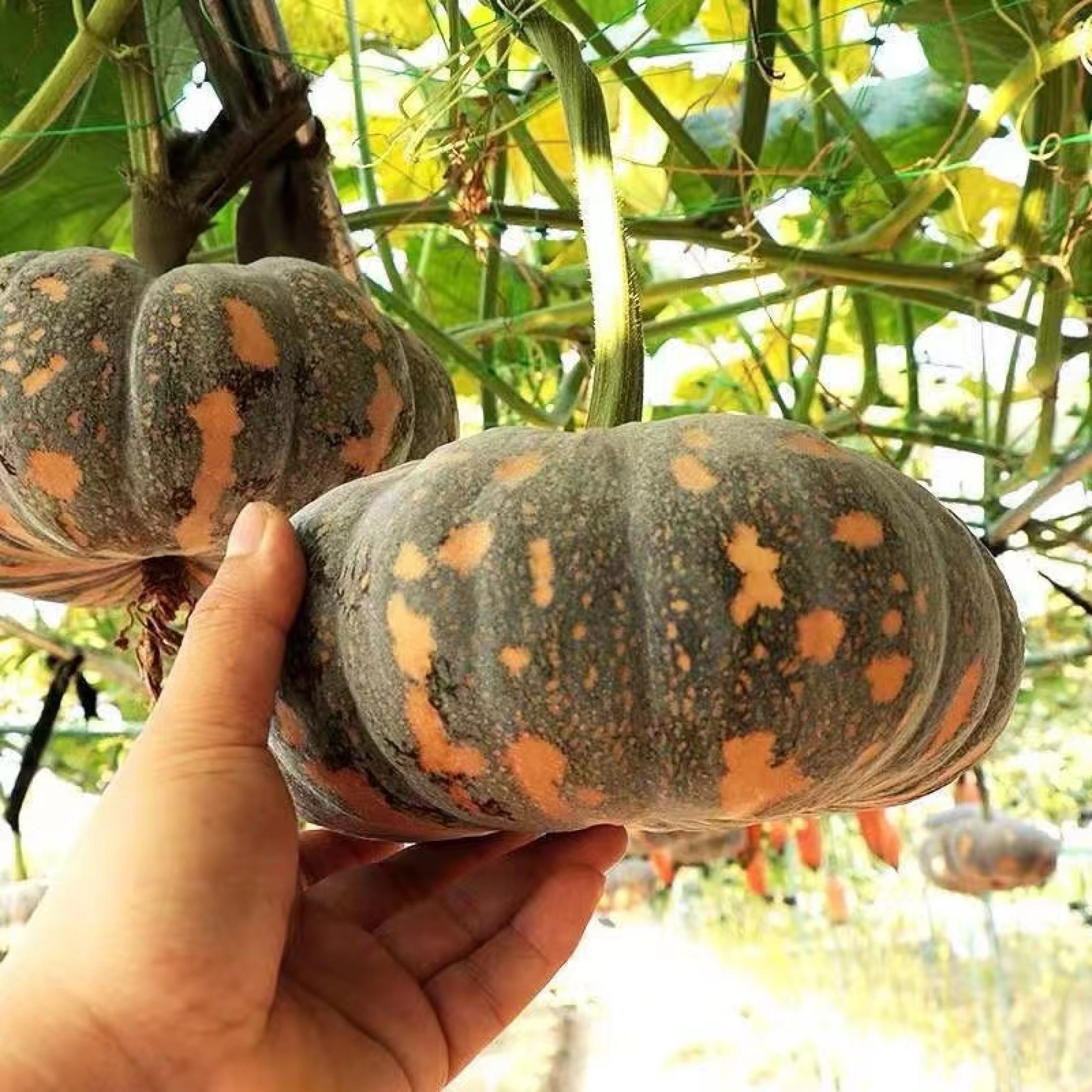 Squash Seeds - (20seeds) High Yielding SQUASH Vegetable Seeds | Shopee ...