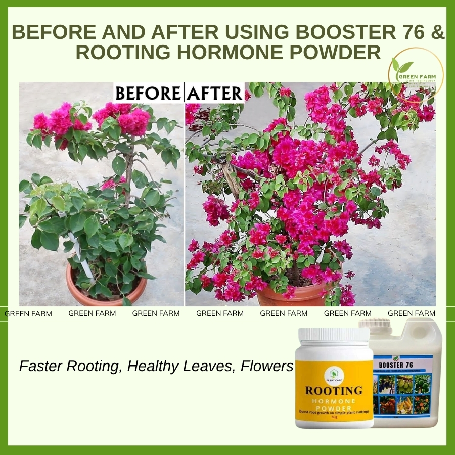 Boost Plant Growth with Booster 76 & Rooting Hormone for Stronger Roots ...