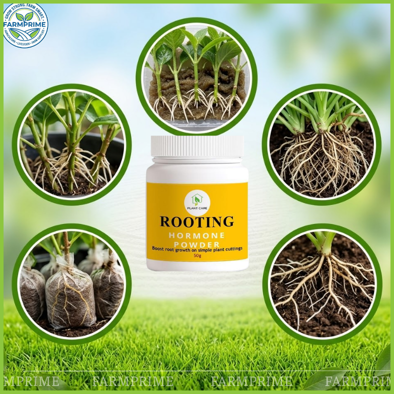 Rooting Hormone 50G Pampaugat for Plant Cuttings | Rooting Powder for ...