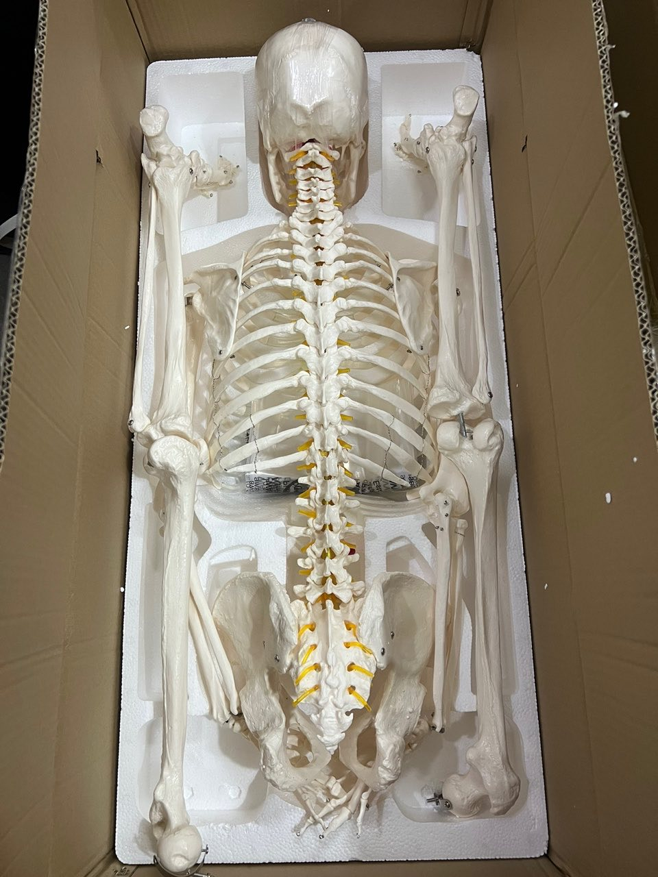 180cm Human Skeleton Model Heavy Duty Clear Bone Texture Include Nerve ...