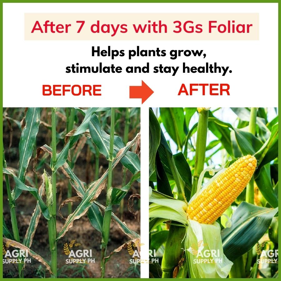 3GS FOLIAR 1000ml – Easy Foliar Spray for Healthy Roots, Beautiful ...
