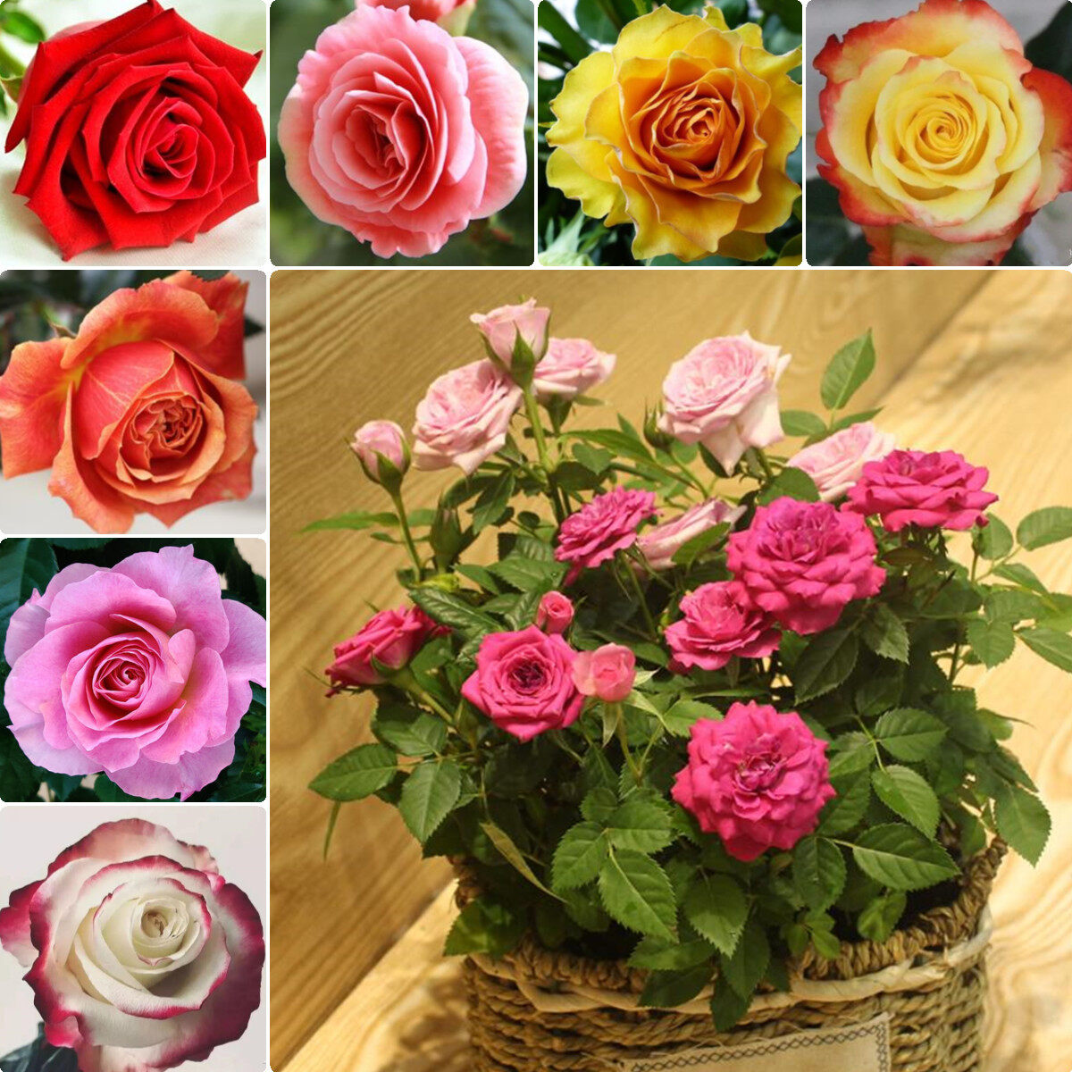 100 seeds Petals Rainbow Holland Mixed Variety Roses Double-Petal Rose ...