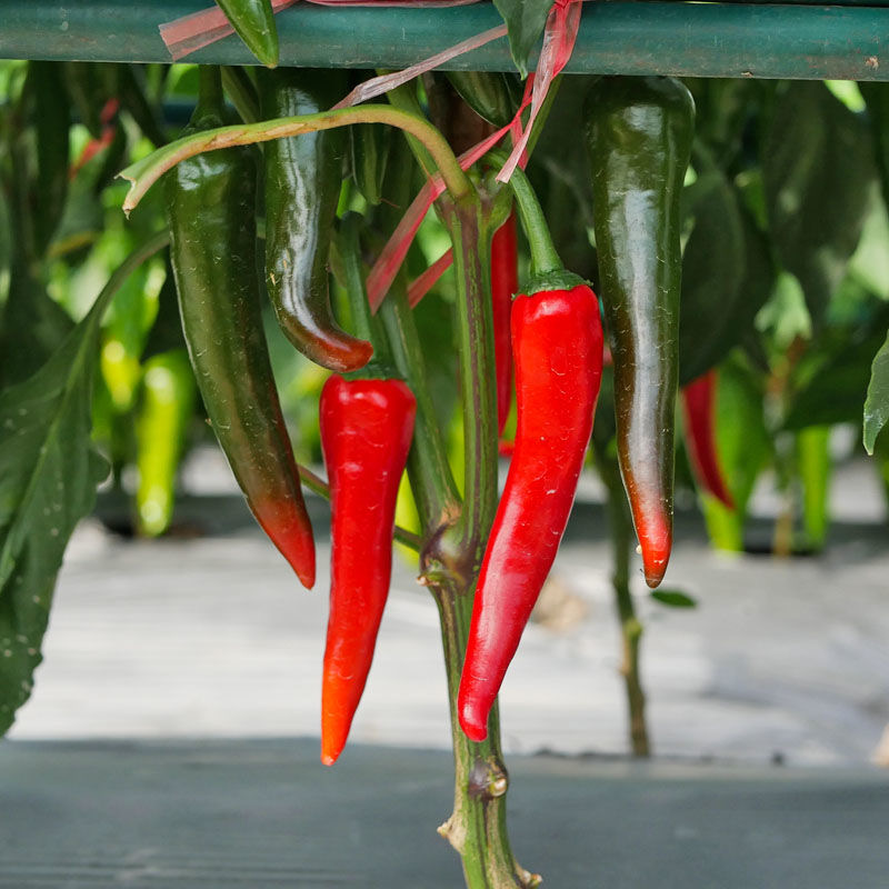 100 seeds Red Chilli Seed Edible vegetable seeds for Bonsai Easy To ...