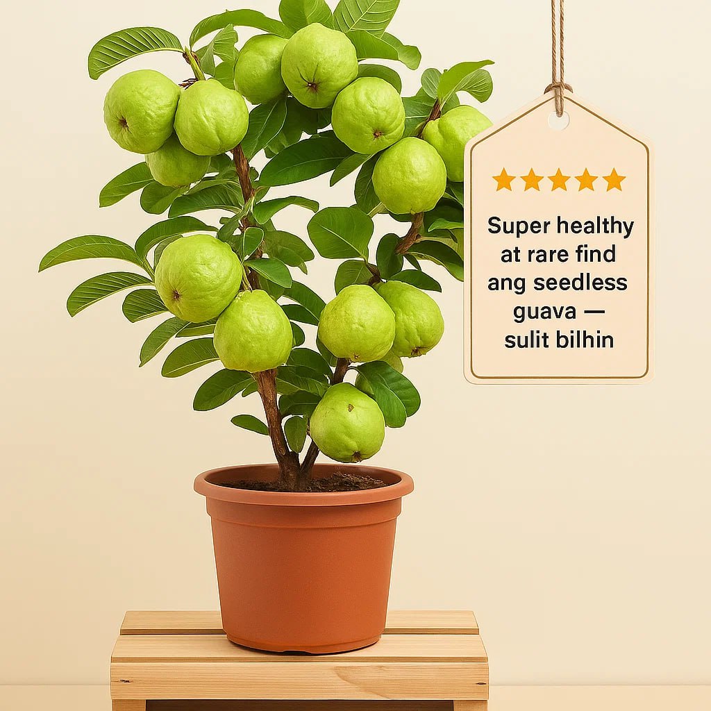 Grafted Guava Live Seedling Plant – Bayabas Fruit Tree, Sweet Tropical ...