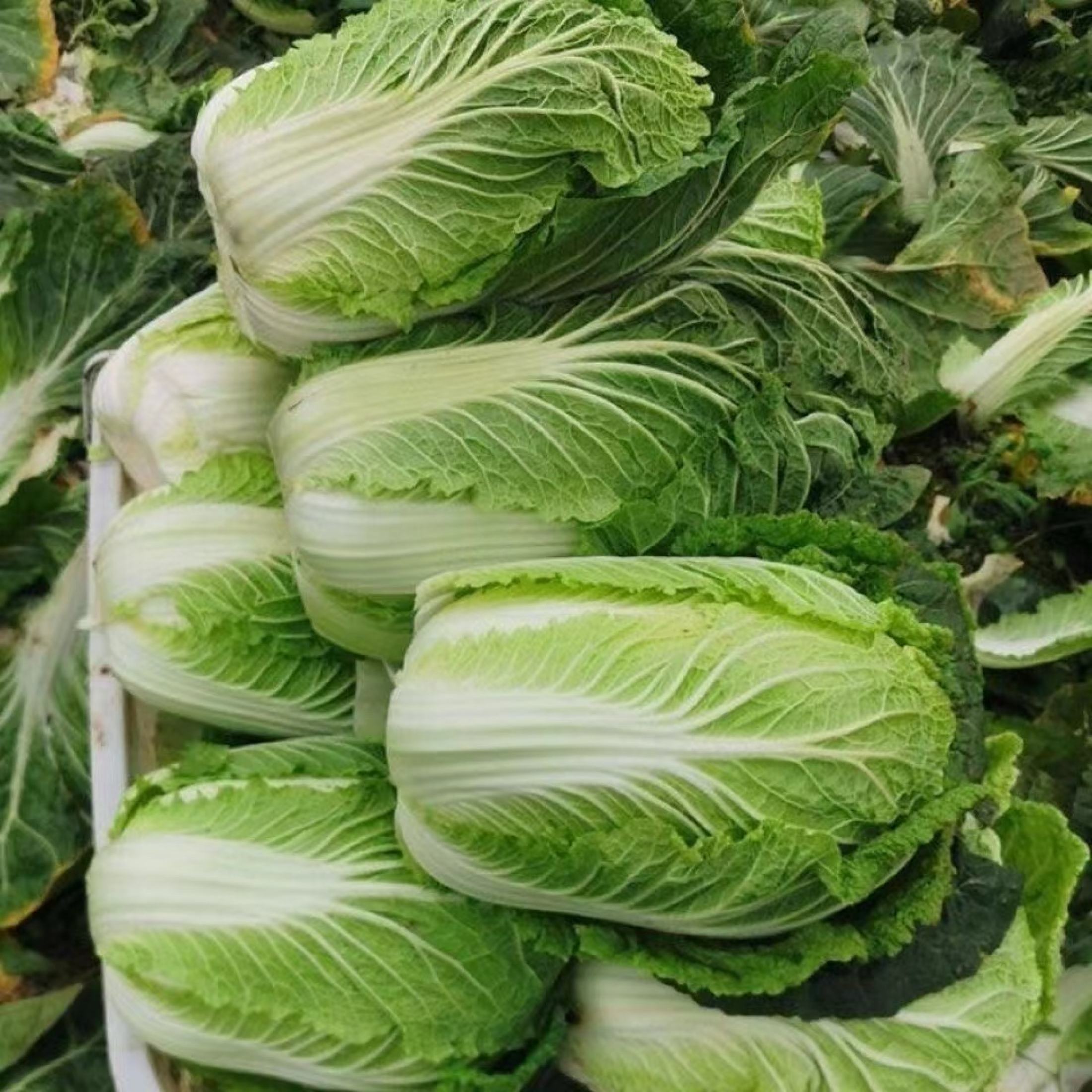 CHINESE CABBAGE / PECHAY BAGUIO SEEDS (100 seeds) | Shopee Philippines