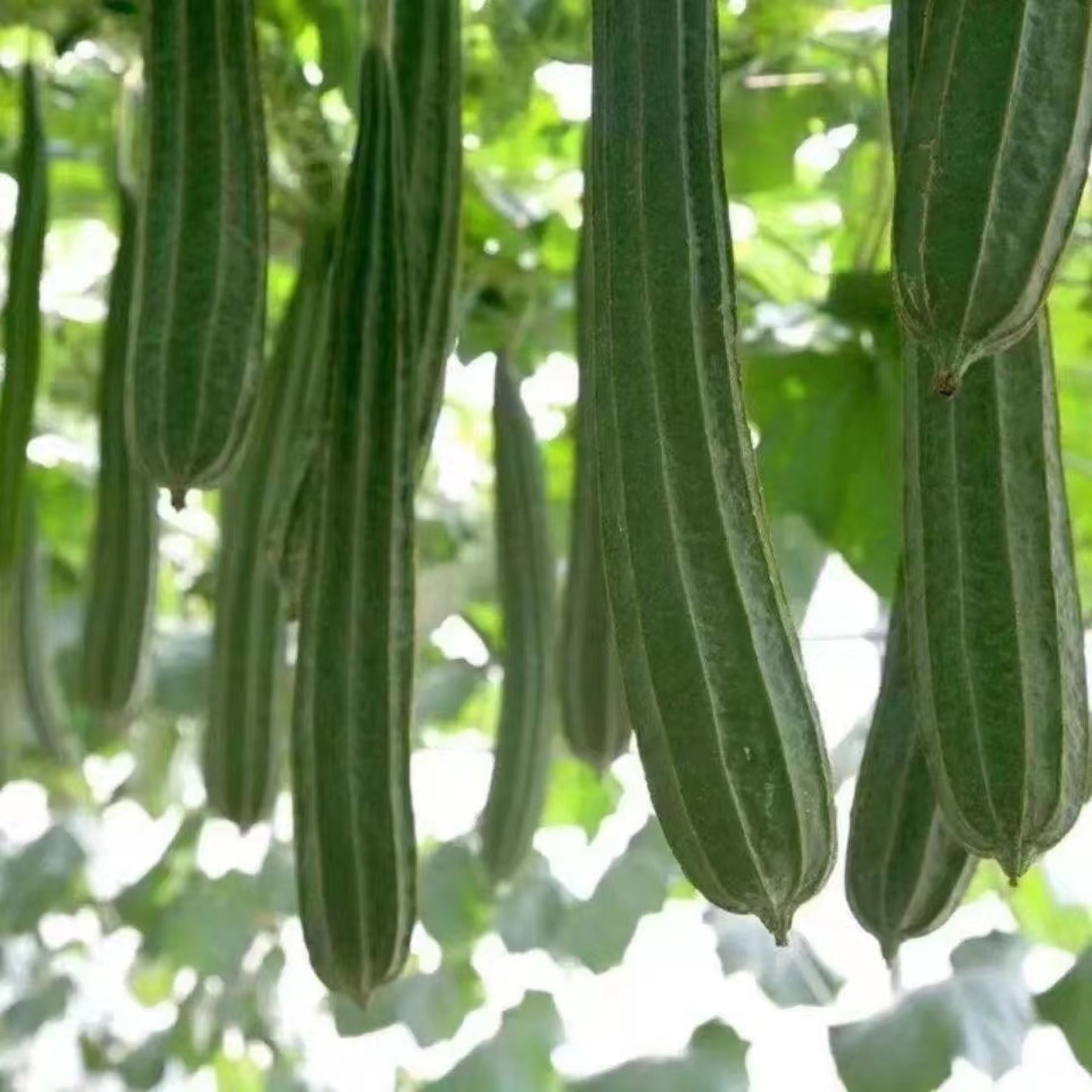 PATOLA TAGALOG SEEDS ( 20 seeds ) - Luffa Ridged Variety 100% Organic ...