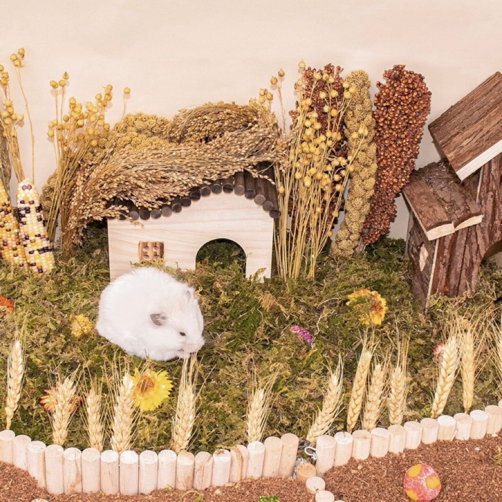 Rice Panicle Spray | Hamster Premium Chew Treats | Foraging and ...