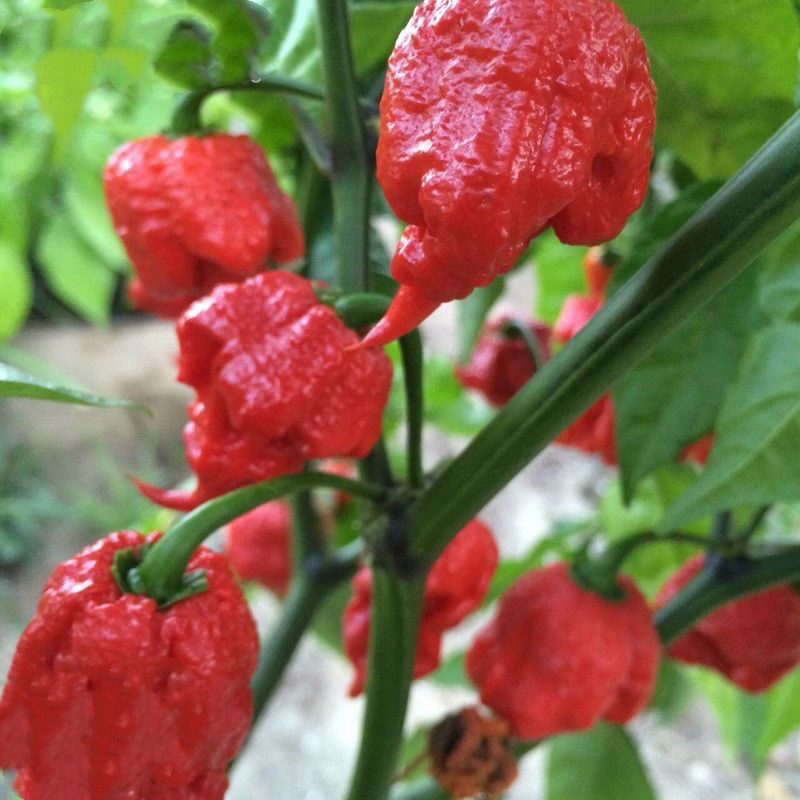 Great Description About Carolina Reaper Seeds For Sale