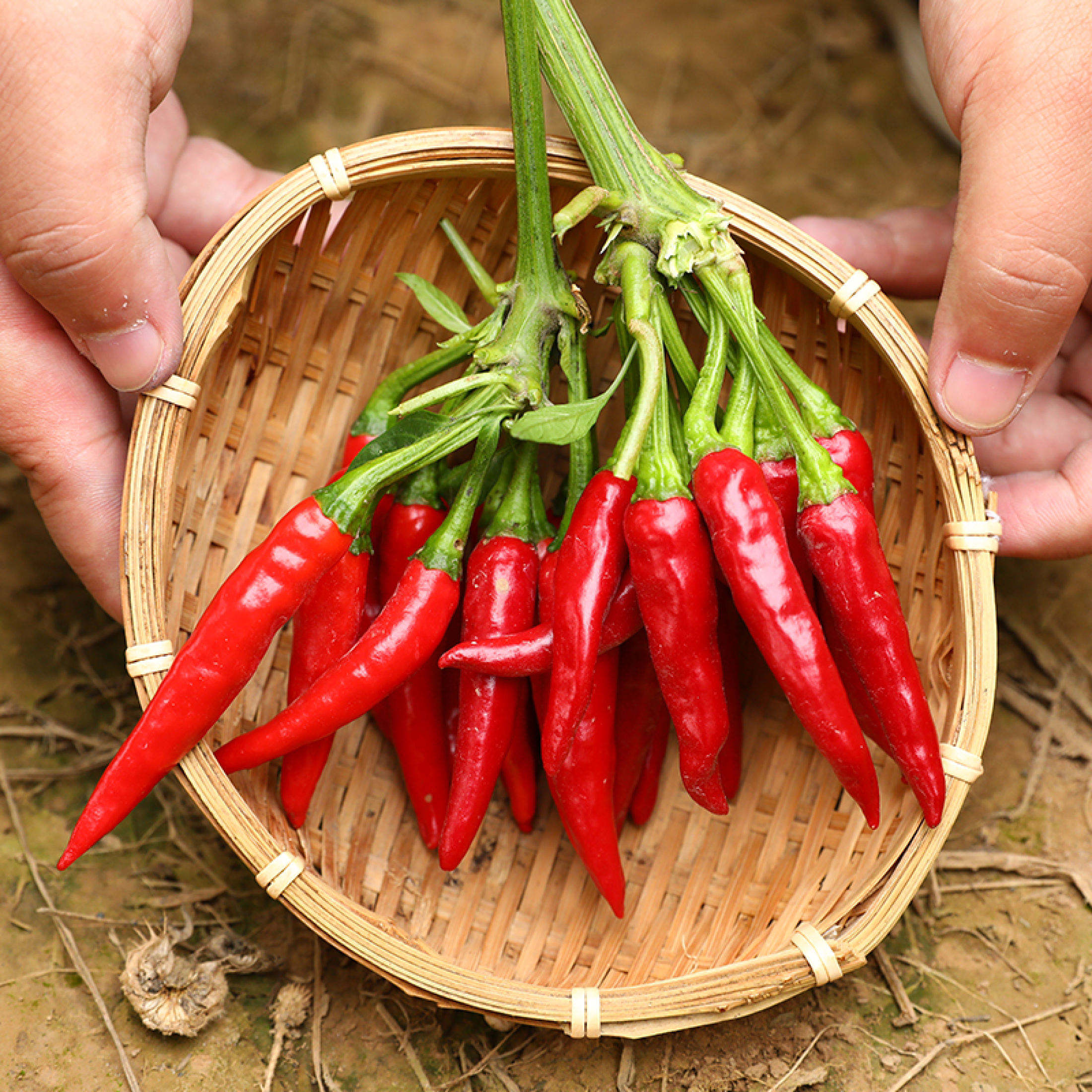 100 Seeds/pack Siling Labuyo Hybrid - Hot Pepper Taiwan Chili / Siling ...