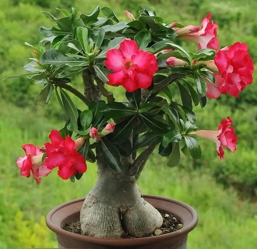 100 Dwarf Adenium Seeds Home Garden Plants Flowers | Shopee Philippines