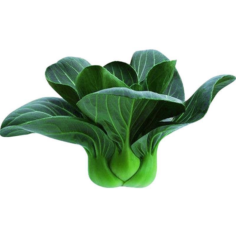 500 pcs Green Pakchoi Seeds Chinese Pechay Seeds for Planting ...