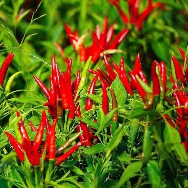 ( 100 seeds ) - Hot Pepper Taiwan Chili / Siling Taiwan/chili pepper ...