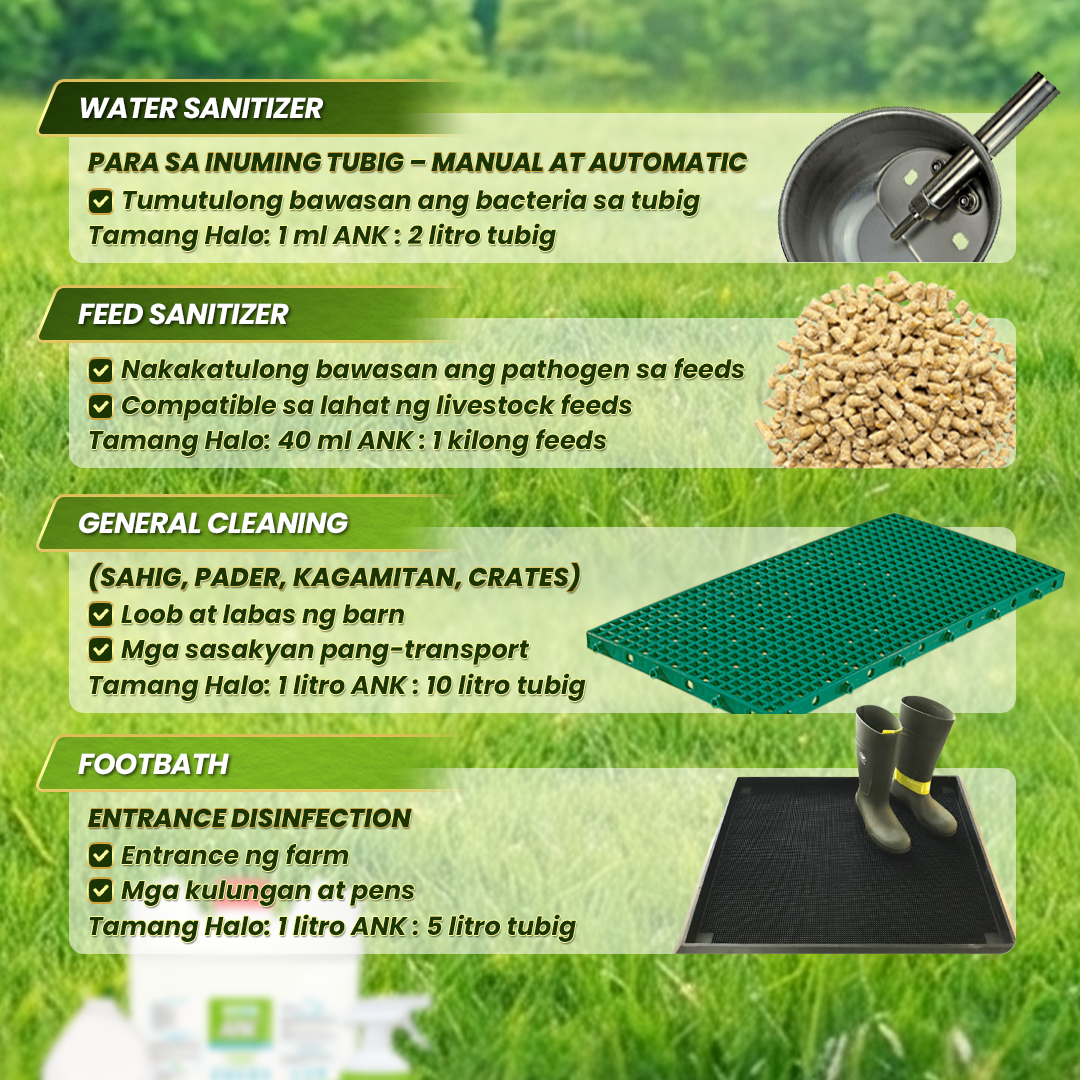 Effective Solution for Biosecurity, Odor Eliminator and Piggery ...