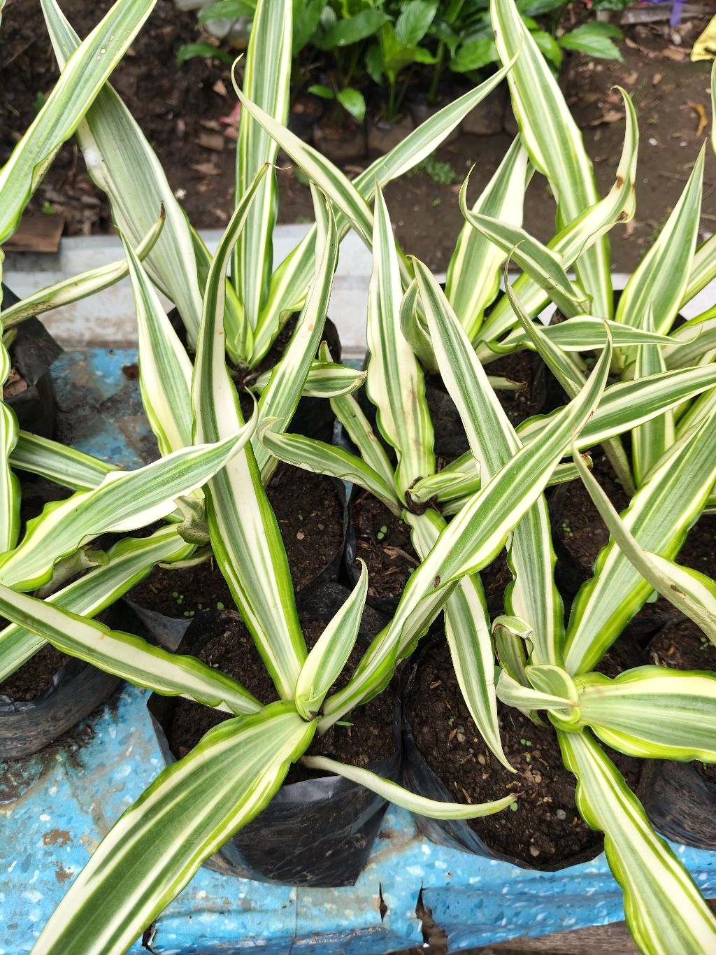 Furcraea foetida Live plant | Shopee Philippines