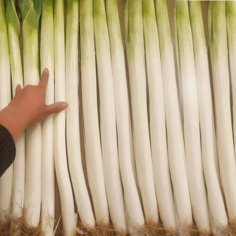 500 Seeds Giant Green Onion Seed - High Germination Spring Onion Seeds ...