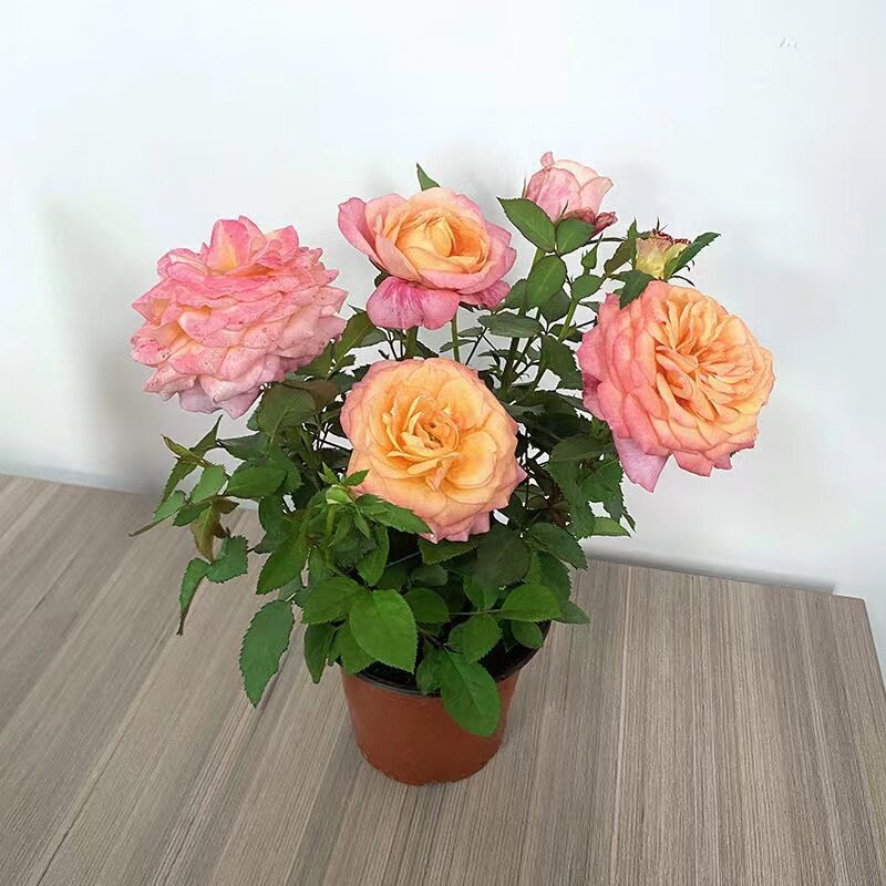 100 seeds Petals Rainbow Holland Mixed Variety Roses Double-Petal Rose ...