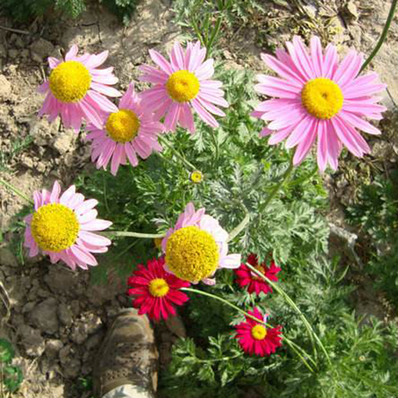 (20 pcs) Original Natural Insect Repellant Pyrethrum Flower Seeds for ...