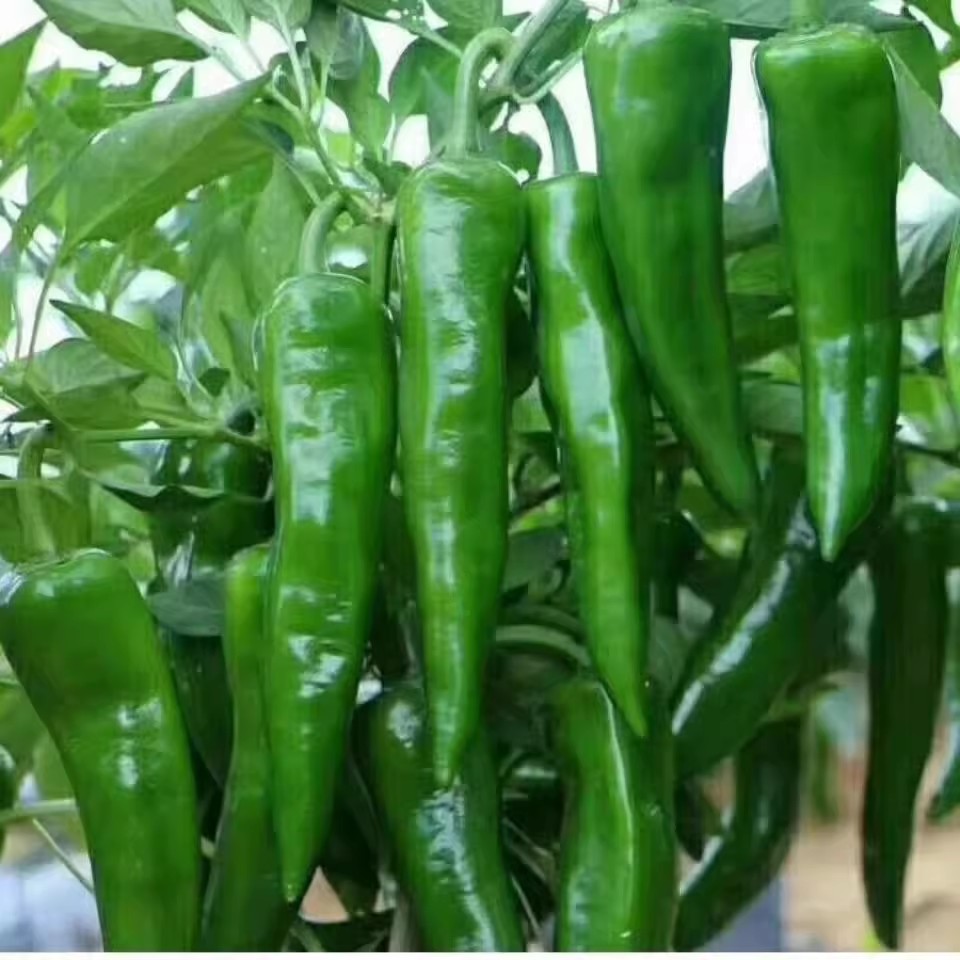 100 seeds SILI PANIGANG / Siling Haba / Hot Pepper Green / Bicol ...