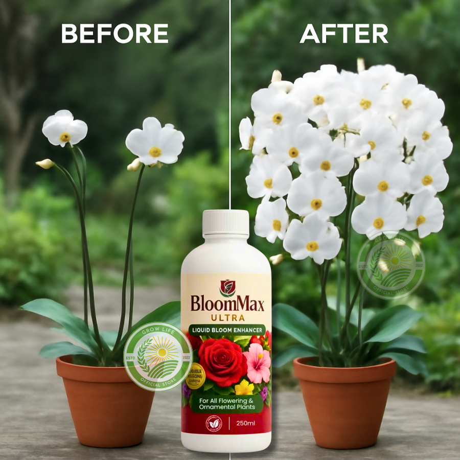 [BUY 1 GET 2] Bloom Max Ultra – Organic Fertilizer for Healthy ...