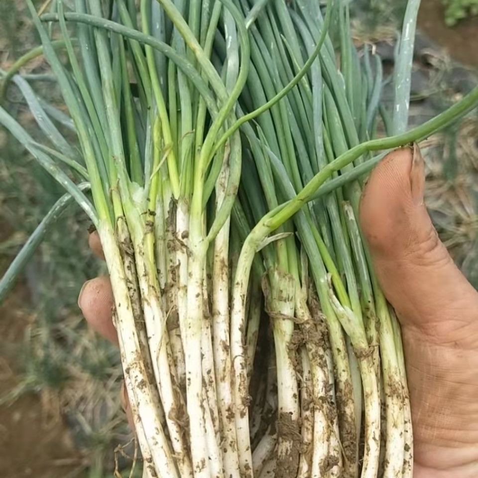 500 seeds Spring Onion Seeds Scallion/Bunching Onion Dahong Sibuyas ...