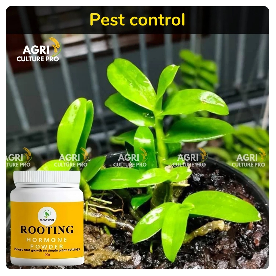 Super strong Rooting Hormone for cuttings 50G | Stimulates fast rooting ...