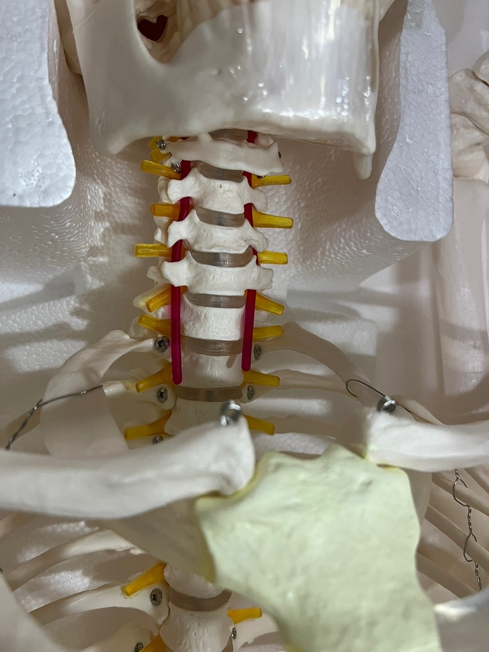 180cm Human Skeleton Model Heavy Duty Clear Bone Texture Include Nerve ...