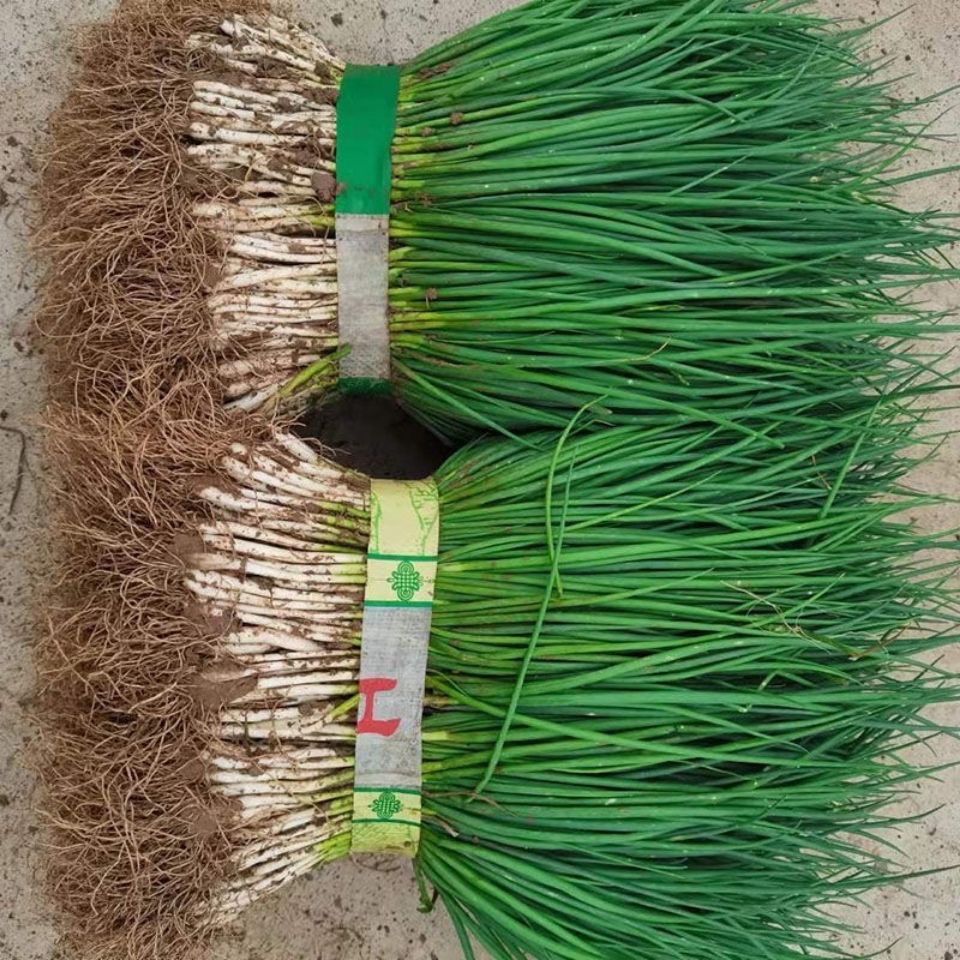 (500 seeds) Small Green Leek/Scallion/Spring Onion Vegetable Seeds ...