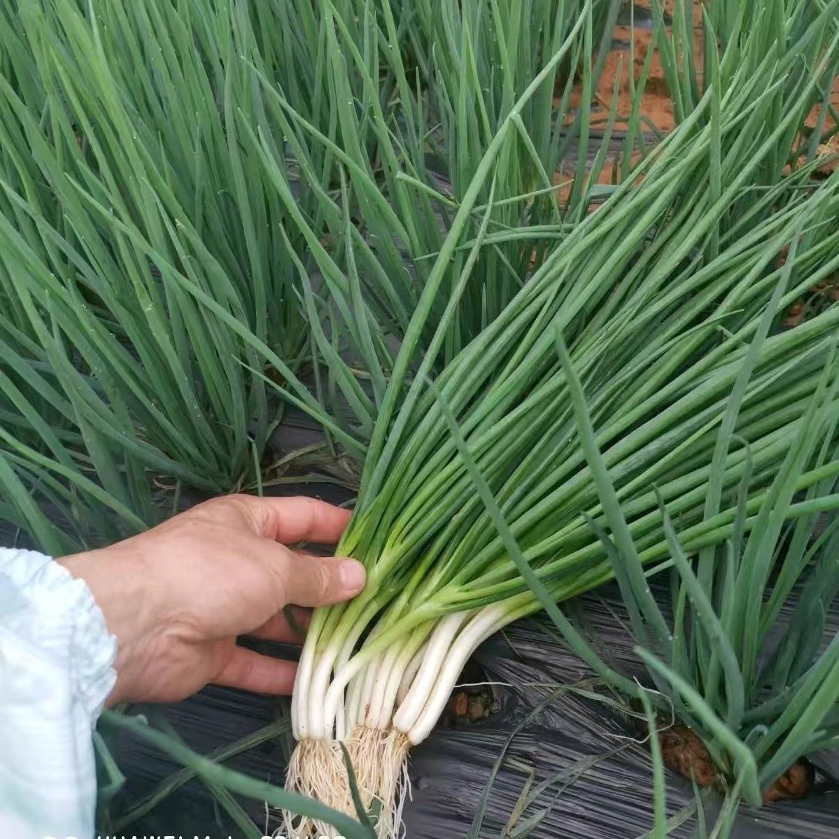 (500 seeds) Small Green Leek/Scallion/Spring Onion Vegetable Seeds ...
