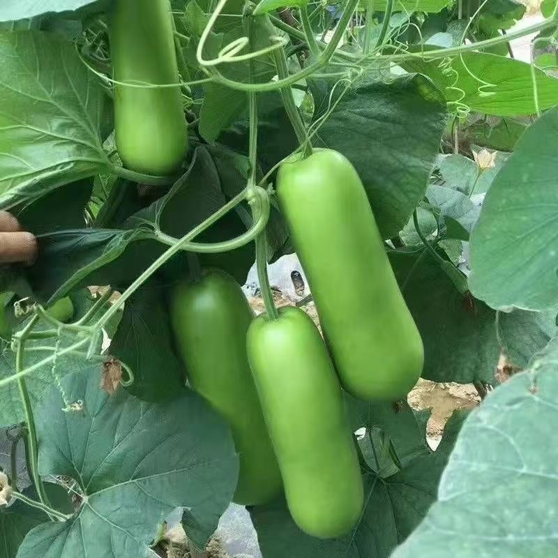 20 seeds Upo Seeds Upo tambuli Vegetables seeds Golden Plant and Seeds ...
