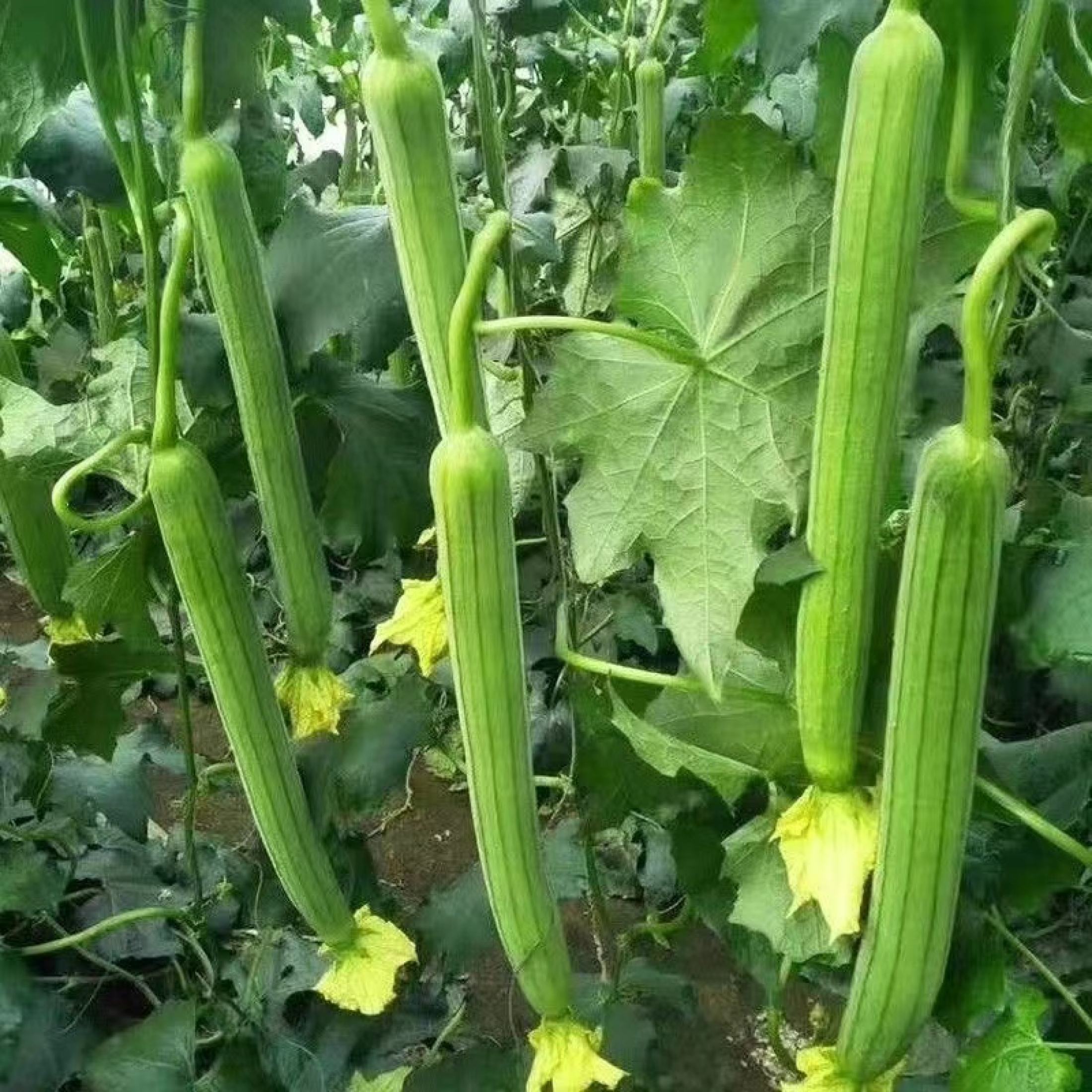 Patola Smooth Seeds(20seeds) - smooth patola seeds Vegetable Seeds High ...