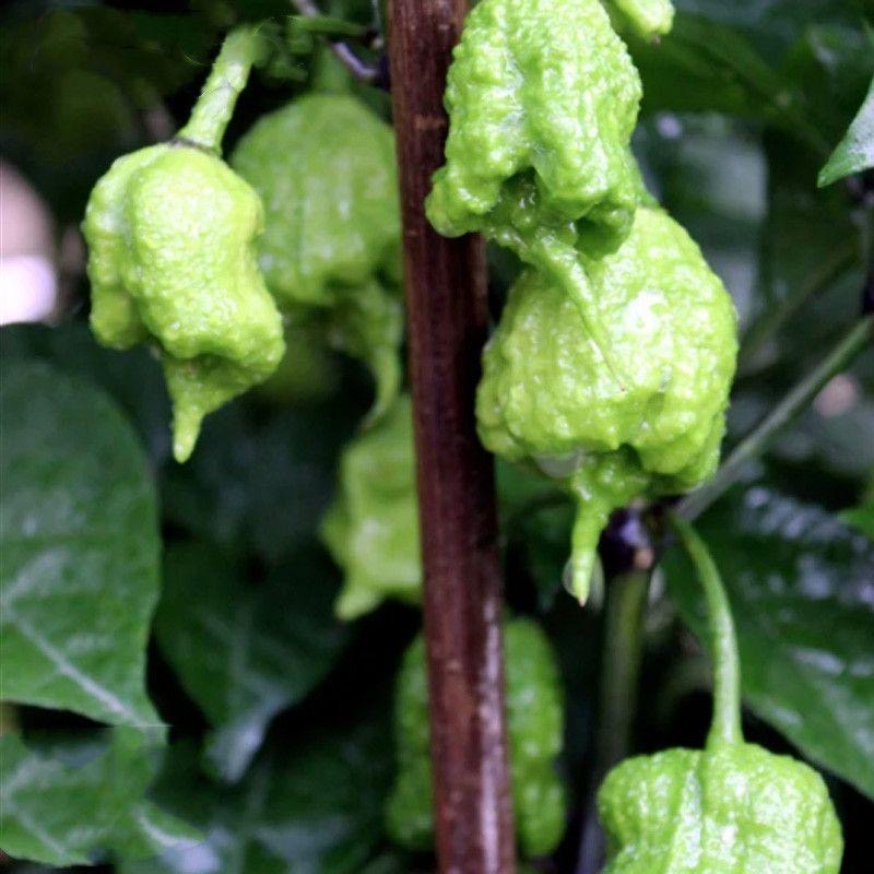 20 Carolina Reaper/Siling Demonyo Seeds for Planting Vegetables ...