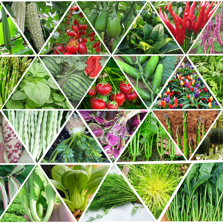 Vegetable Seed Packet(F1) – Pechay Pakchoi, Chili, Tomato, Cucumber ...