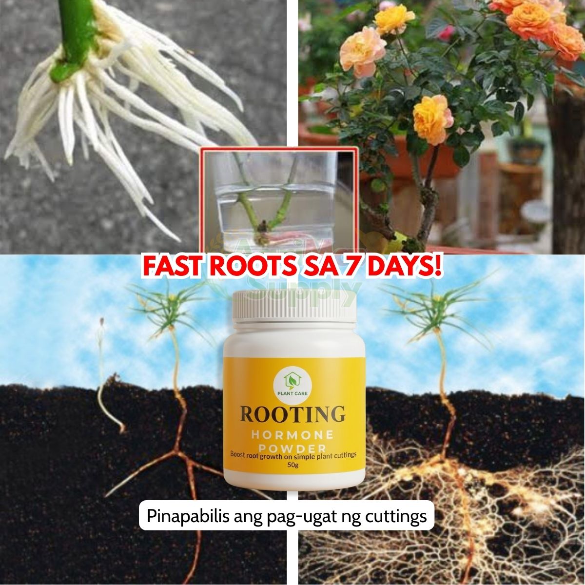 [HOT] Rooting Powder Mabilis Tumubo ang Ugat, Best for Cuttings ...